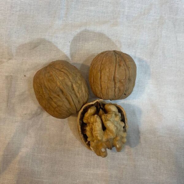 Chile Walnuts