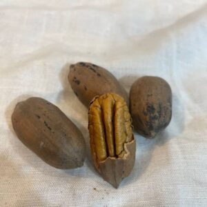 Pecan Nuts